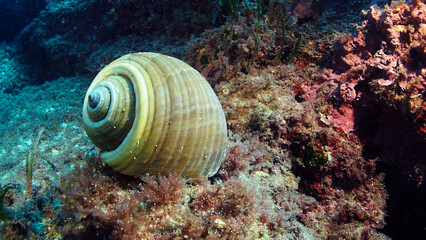 Scuba Diving and Underwater Photography Malta - Wrecks Reefs Marine Life Caverns Caves History