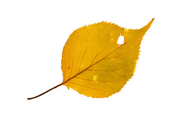 Single bright yellow aspen tree leaf with one large hole. In autumn color with some signs of decay. On a white background.
