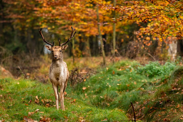 Daniel zwyczajny Dama dama