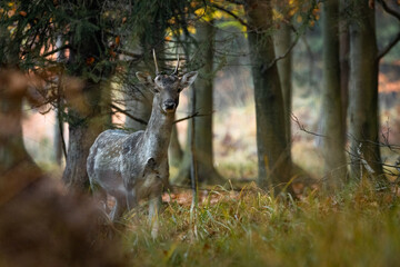 Daniel zwyczajny Dama dama © Sporywildlife