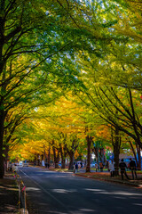 Fototapeta na wymiar 秋の札幌市・北海道大学で見た、色付きが進む銀杏並木の紅葉
