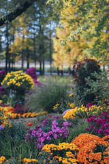 Fototapeta premium Chrysanthemums bloom in late autumn