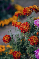 Chrysanthemums bloom in late autumn