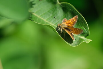 Large skipper butterfly on a green leaf close up