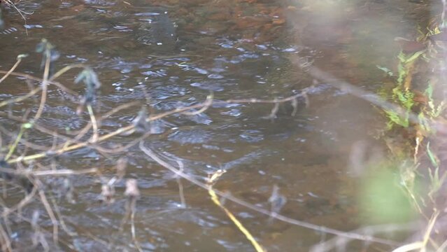 Observation of spawning of red trout in eastern Doto marsh in Hokkaido