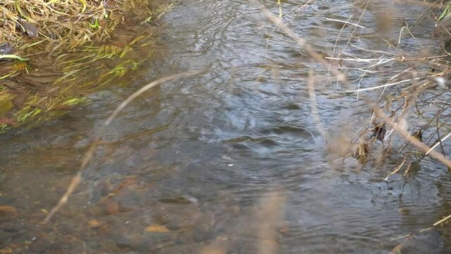 Observation of spawning of red trout in eastern Doto marsh in Hokkaido