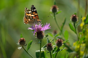 Painted lady butterfly on a purple wildflower in nature close up