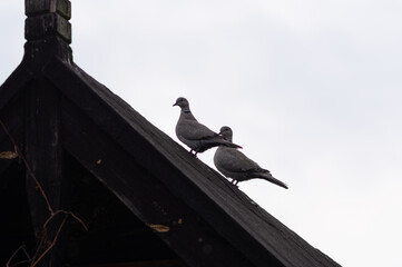 sylwetki pary gołębi na skośnym dachu - obrazy, fototapety, plakaty
