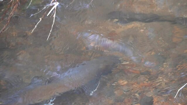 Observation of spawning of red trout in eastern Doto marsh in Hokkaido