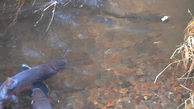 Observation of spawning of red trout in eastern Doto marsh in Hokkaido