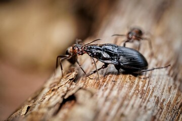 forest ant cleans the forest