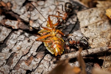 forest ant cleans the forest