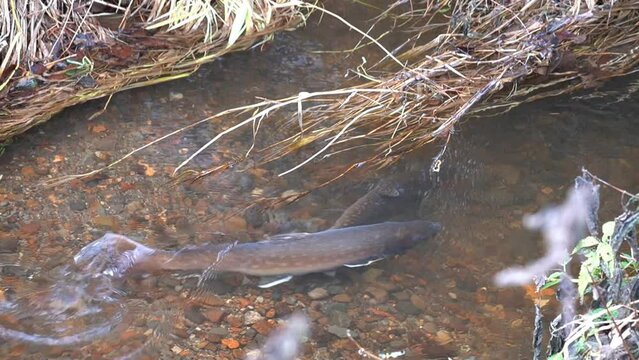 Observation of spawning of red trout in eastern Doto marsh in Hokkaido