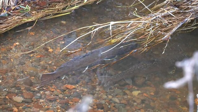 Observation of spawning of red trout in eastern Doto marsh in Hokkaido