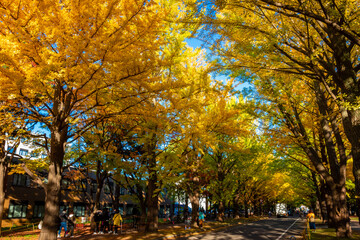 秋の札幌市・北海道大学で見た、銀杏並木の紅葉と快晴の青空