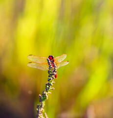 Red dragonfly perched on a green plant