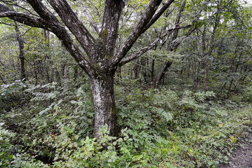 泉ヶ岳の景色　雨の広葉樹林
