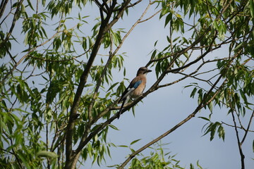 Eurasian jay bird on a tree branch