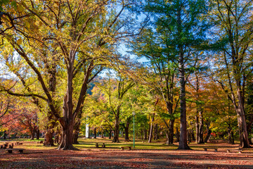 秋の札幌市・円山公園で見た、紅葉の色づきが進む森と快晴の青空