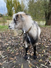 Obraz premium goat on the beach