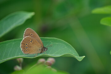 Macro close up of a ringlet butterfly on a green leaf