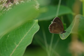 Ringlet butterfly close up on a leaf