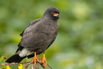 Snail kite on perch