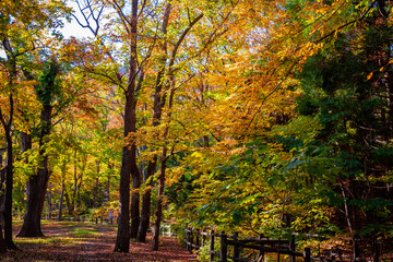 秋の札幌市・円山公園で見た、黄色の紅葉や緑の葉