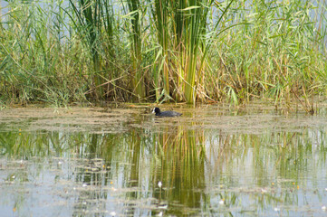 Closeup of european coot on lake with common reed behind