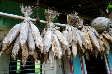Dried rice and corn are hung for seed stock 