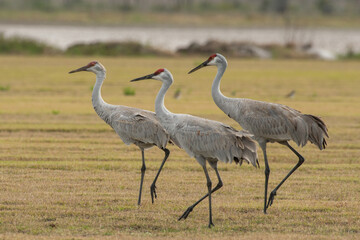 Sandhill crane group