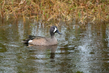 Blue-winged teal