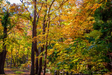 秋の札幌市・円山公園で見た、黄色の紅葉や緑の葉