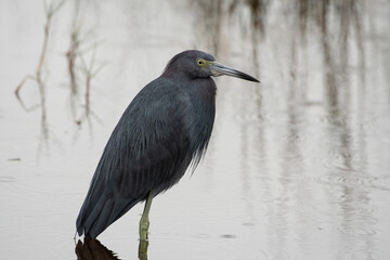 Little blue heron
