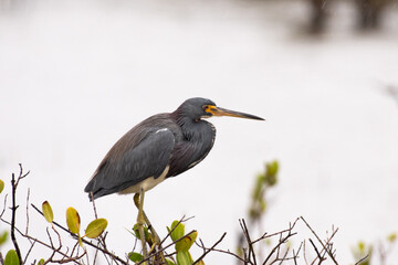 tricolored heron 