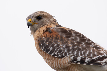 Red-shouldered hawk