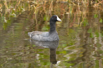 American coot in water