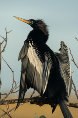 Anhinga with wings spread