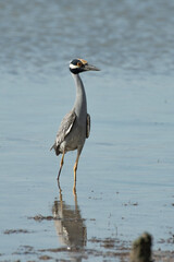 Yellow-crowned night heron 