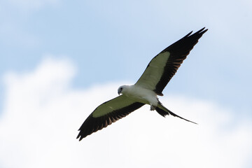 Swallow-tailed kite flying