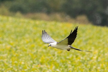 Swallow-tailed kite flying