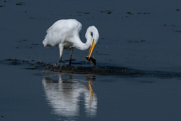 Great egret catching fish