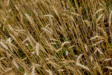 Gold Wheat Field in sunny day. Concept of great harvest and productive seed industry