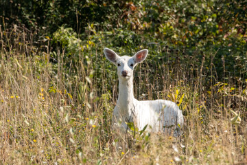 White deer