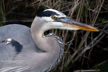 Great blue heron closeup