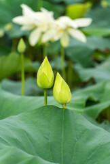 Obraz na płótnie Canvas White lotus flower in garden pond