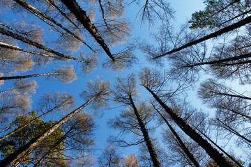 Low-angle view of tall trees found in a forest with a clear blue sky in the background