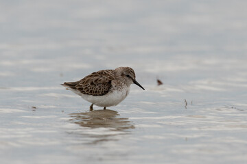 Obraz premium Least sandpiper