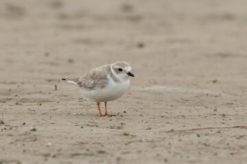 Piping plover winter plumage