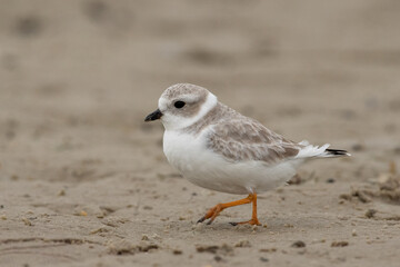 Piping plover winter plumage